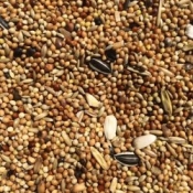 Grote parkieten zaad met zonnepitten 2.5 kg